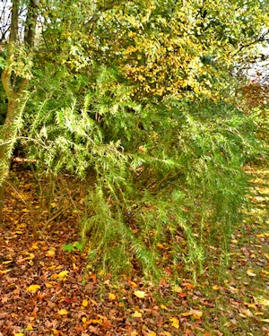 Callistemon viminalis