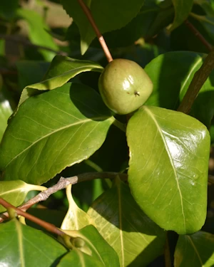 Camellia cuspidata