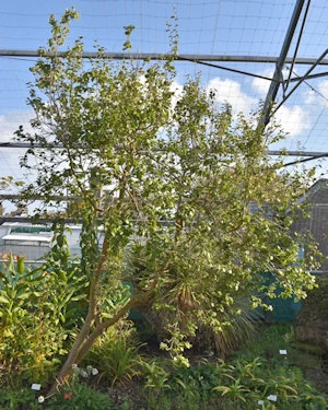 Camellia grijsii