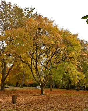 Castanea sativa