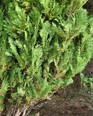 Chamaecyparis lawsoniana kilmacurragh