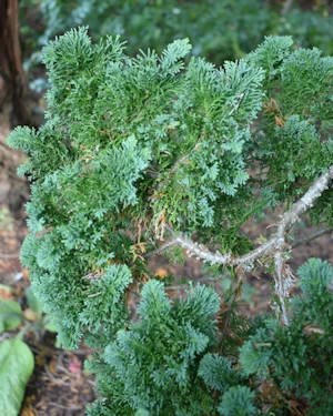 Chamaecyparis lawsoniana wissellii