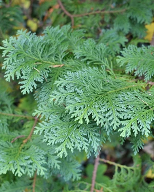 Chamaecyparis obtusa nana