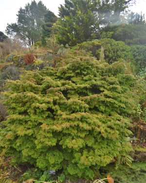 Chamaecyparis obtusa pygmaea