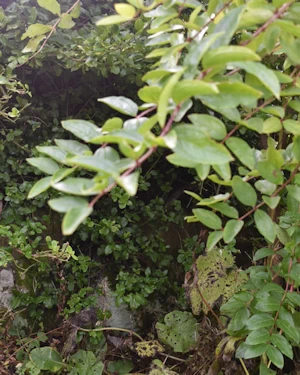 Coriaria nepalensis