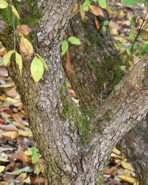 Cornus mas