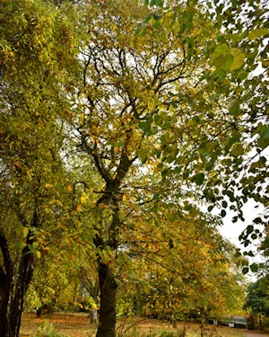 Coylus colurna