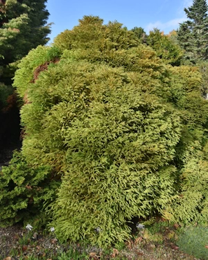 Cryptomeria Globosa Nana