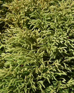 Cryptomeria japonica globosa nana