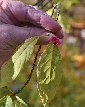 Euonymous Hamiltonianus lanceifolia