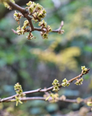 Hamamelis Intermedia Arnold Promise