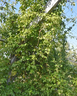 Holboeillia coriacea