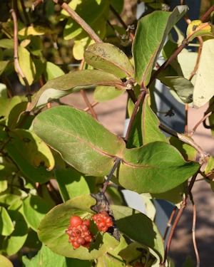 Lonicera tragophylla