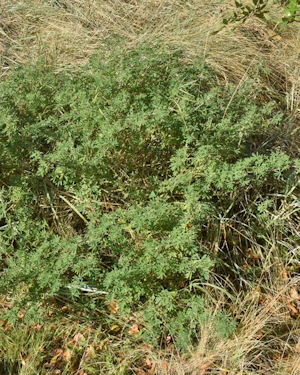 Lupinus arboreus