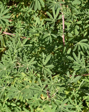 Lupinus arboreus