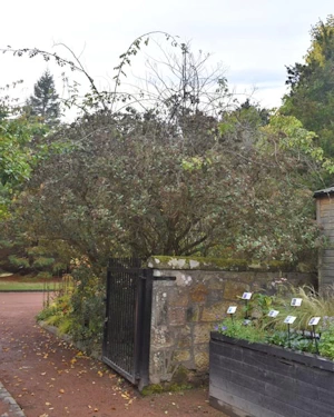 Olearia avecennifolia x paniculata