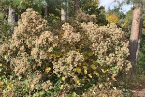 Olearia haastii