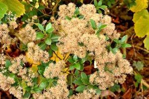 Olearia hastii