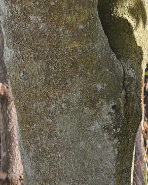 Osmanthus yunnanensis