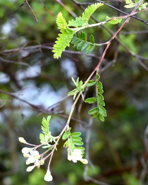 Osteomeles schweriniae microphylla