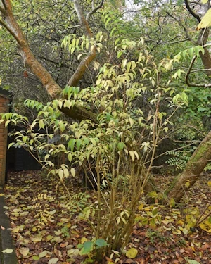 Philadelphus koreanus