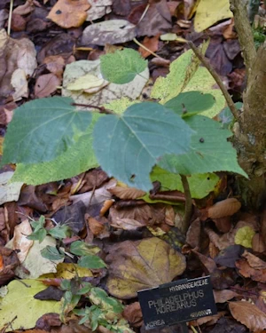 Philadelphus koreanus
