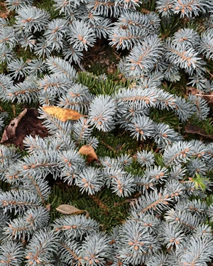 Picea pungens
