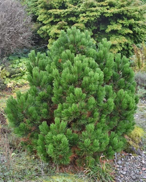 Pinus leucodermis Schmidt