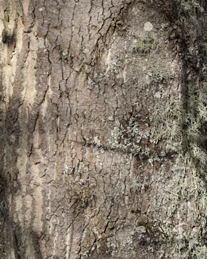 Populus balsam spire