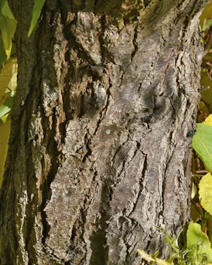 Prunus armeniaca