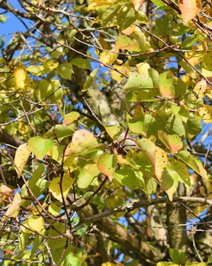 Prunus armeniaca