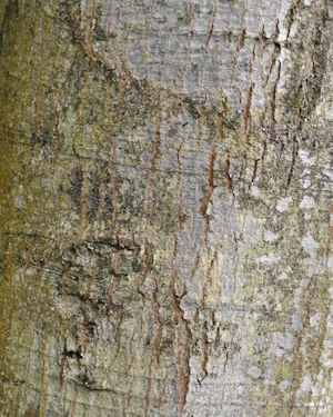Quercus rubra