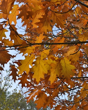Quercus rubra