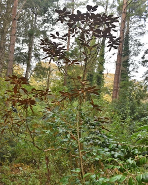 Rhododendron mallotum