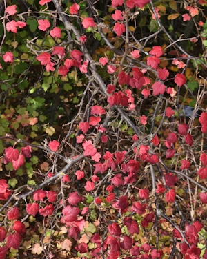 Ribes menziesii leptosmum