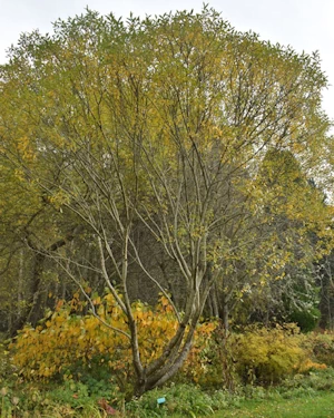 Salix pentandra