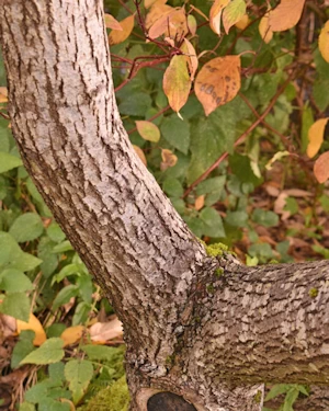 Salix pentandra
