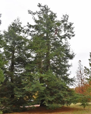 Sequoiadendron sempervirens