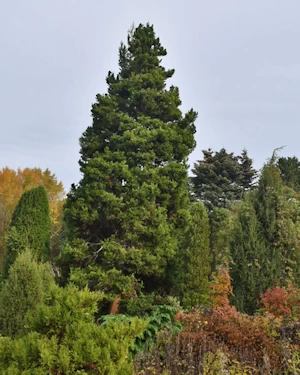 Sequoiadendron Giganteum