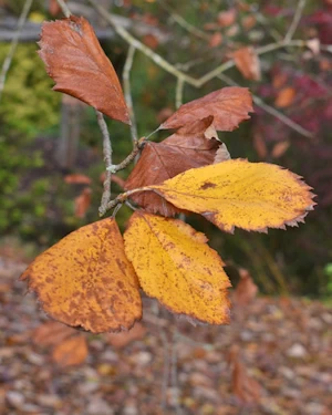 Sorbus bristoliensis