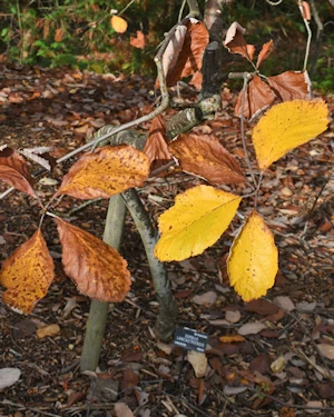 Sorbus lancastriensis