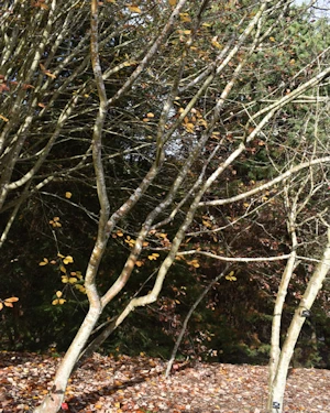 Sorbus minima