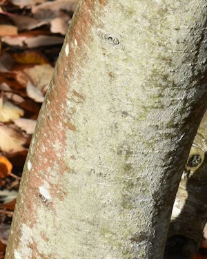 Sorbus minima