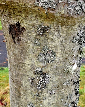 Sorbus sargentiana