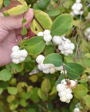 Symphoricarpus albus