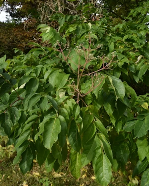 Tetradium daniellii