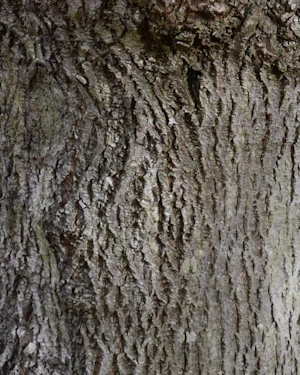 Tilia platyphyllos