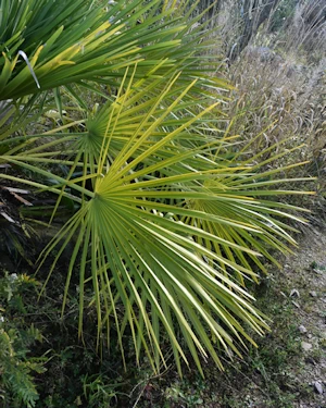 Trachycarpus fortunei