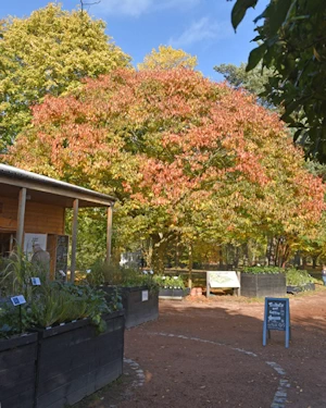 Zelkova serrata