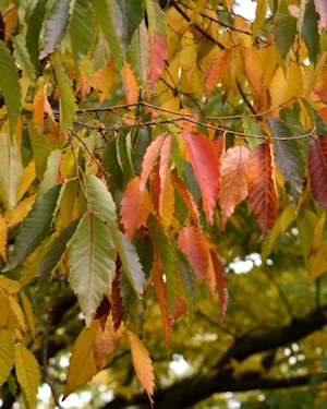 Zelkova serrata